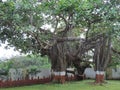 Rural India scene - village life - huge banyan trees with hanging roots